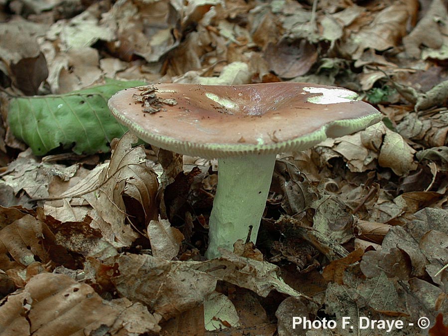 Russula vesca